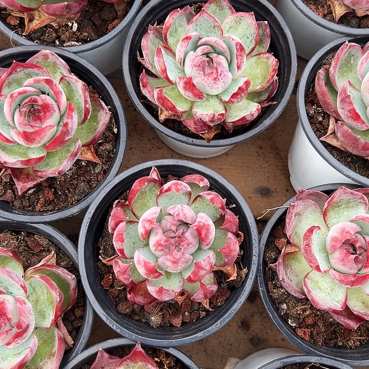 两盆惊鸿  (  原价9米)