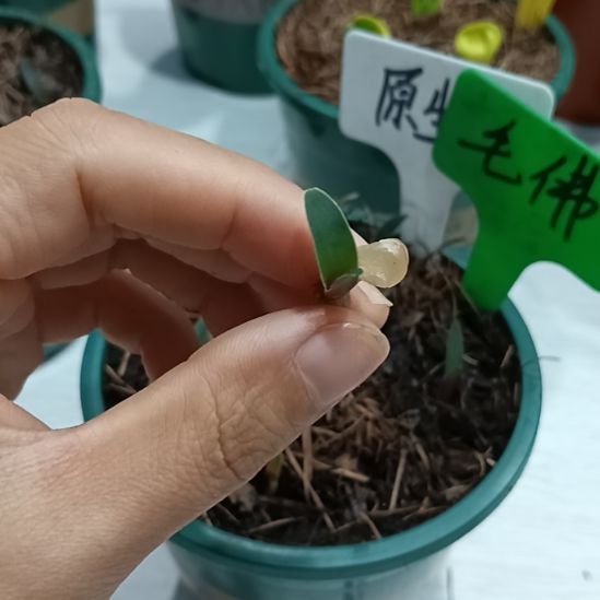 开***心无花朵特色花卉君子兰小苗君