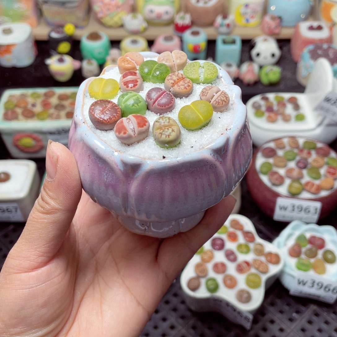 w3970 带盆土发货-零下地区拍保温箱