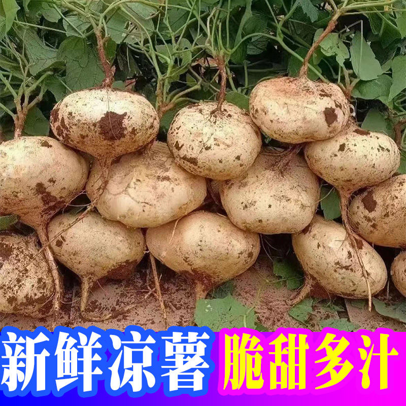 正宗广西沙地凉薯白地瓜老品种凉薯清甜似水果如地下的新鲜地萝卜