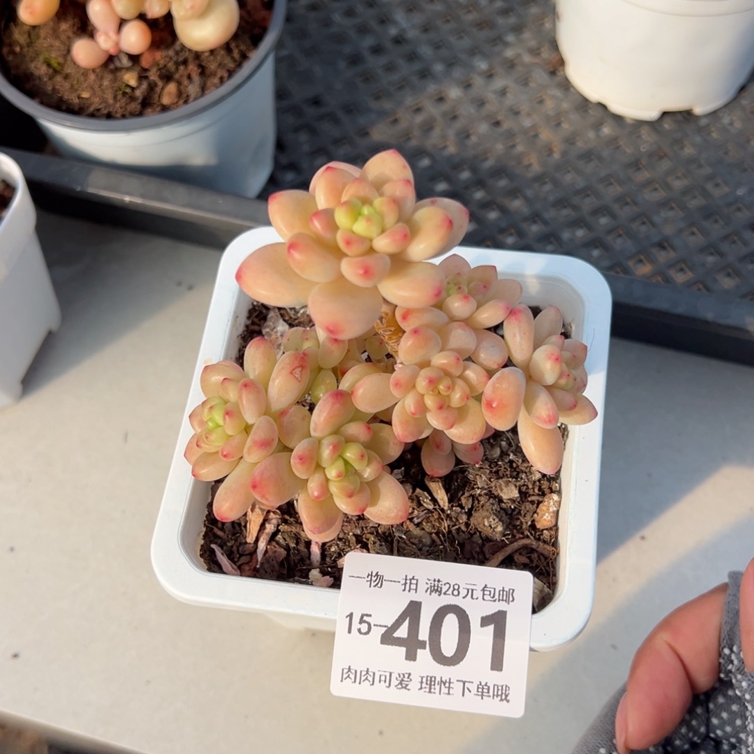 香格里拉多肉多肉多肉多肉