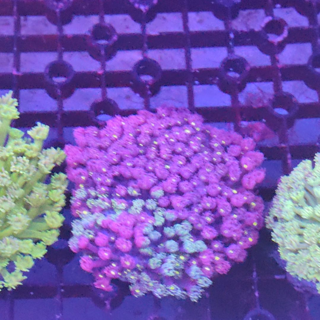 智海珊瑚不支持退货不包邮接受下单