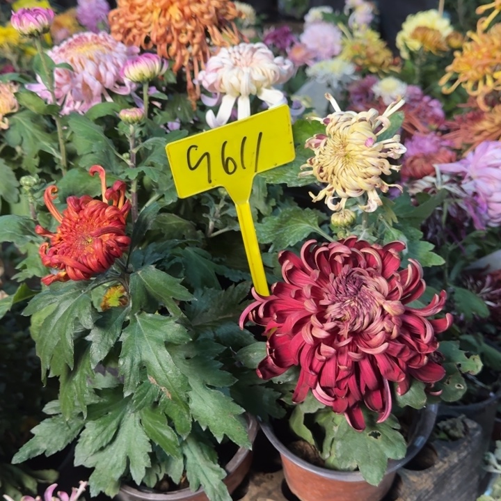 完全开放9611烈火 紫龙 洛浦