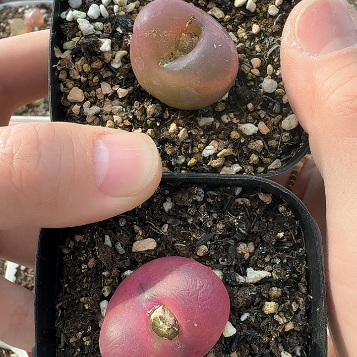 老马生石花蟠桃801