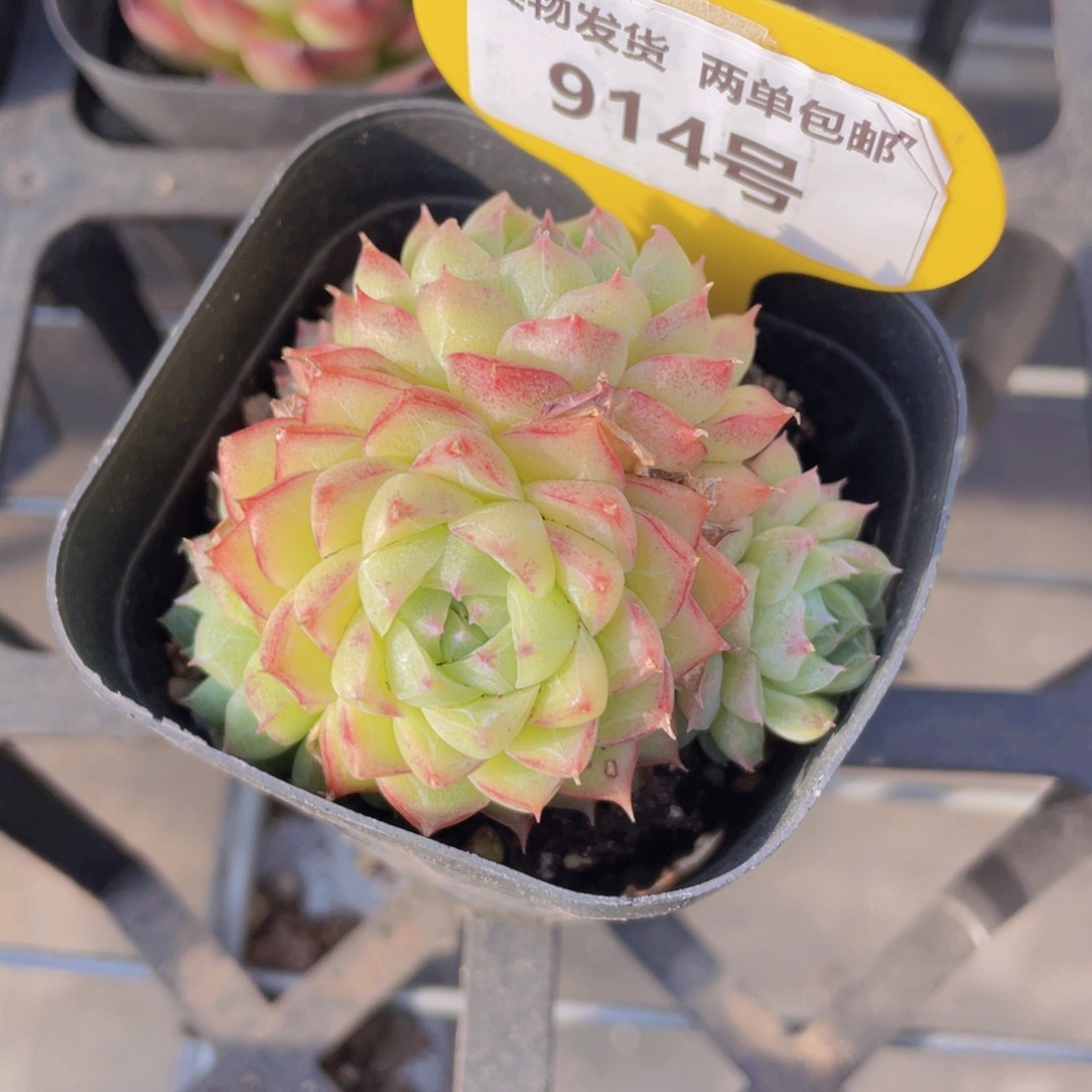 914号 珍妮麦秆多头群一个