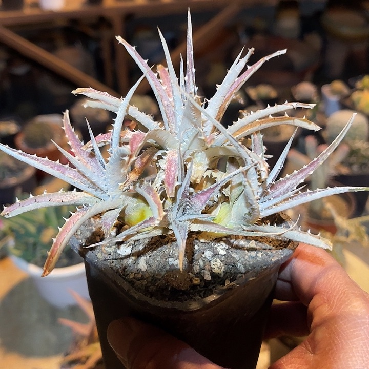 满38包邮2天凑单，脱土晾根发货多肉植物沙漠凤梨