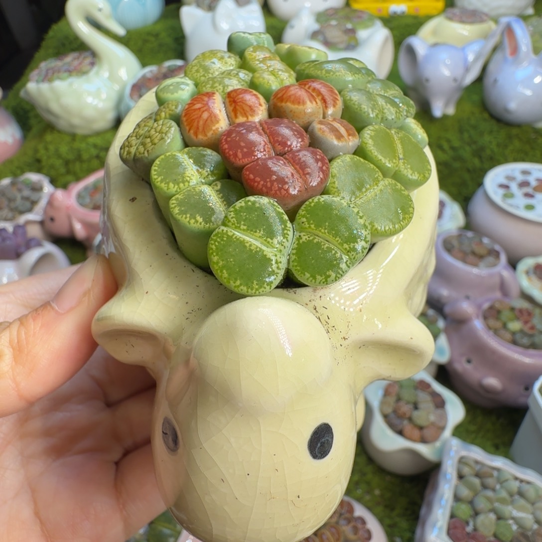 小****多肉植物福利冲501