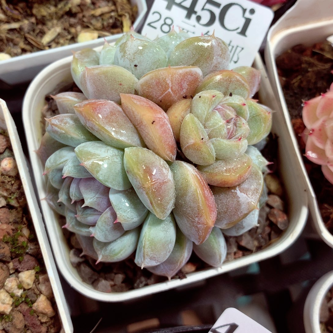 5厘米盆精控多肉445