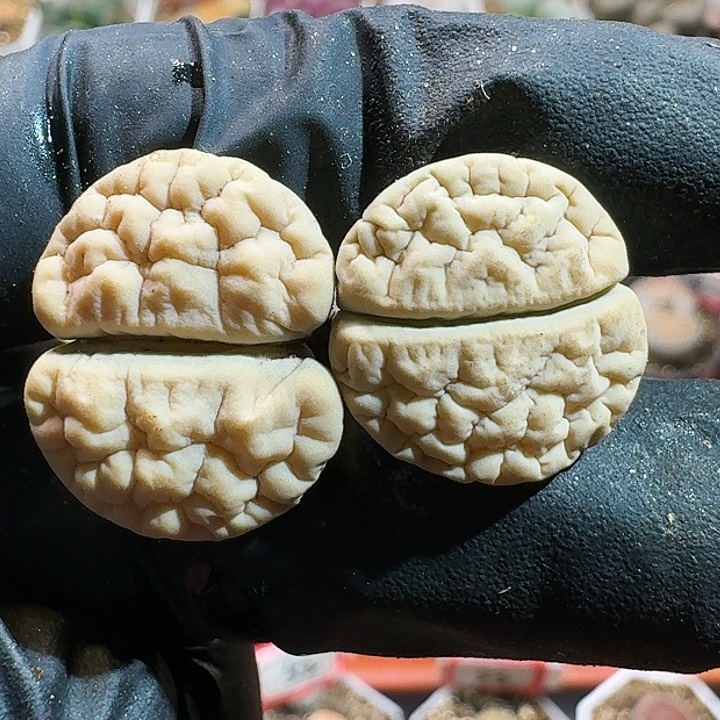 生石花11111111。   318