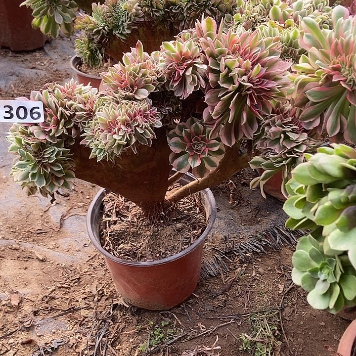 306粉女郎缀化老板子