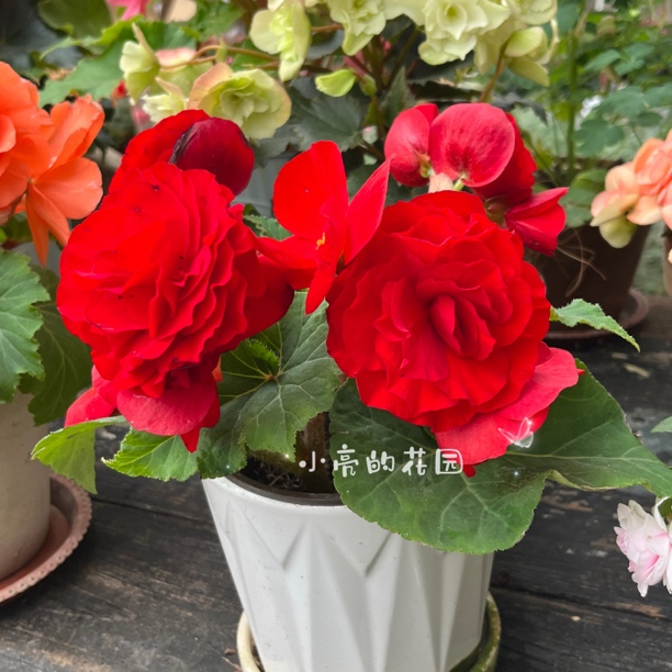 【红石榴】重瓣夫妻海棠室内花卉  不包养护