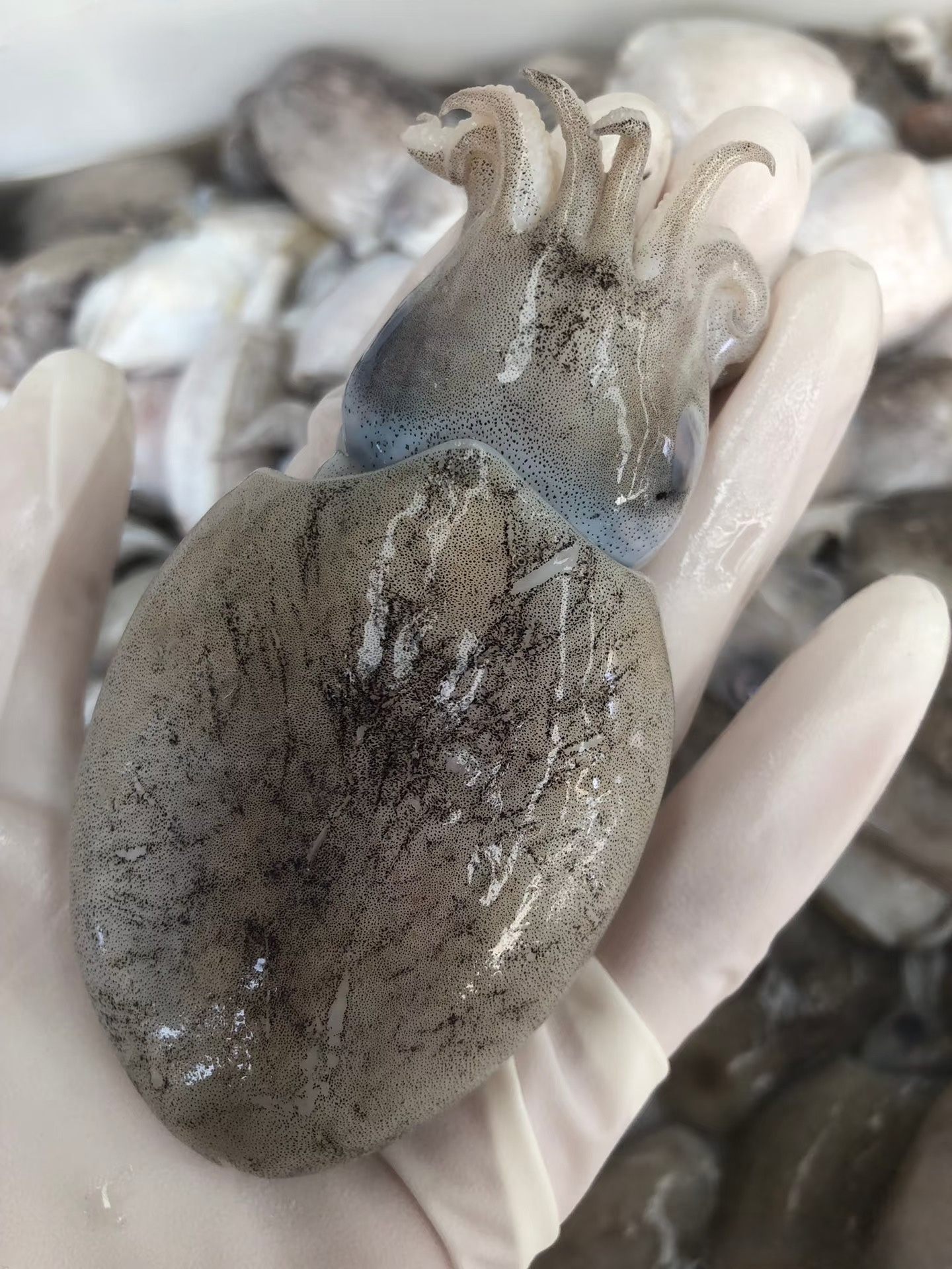 新鲜海捕目鱼墨鱼仔 舟山码头直发5-7/斤