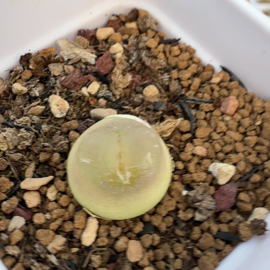 4748带盆发货一颗啦啦