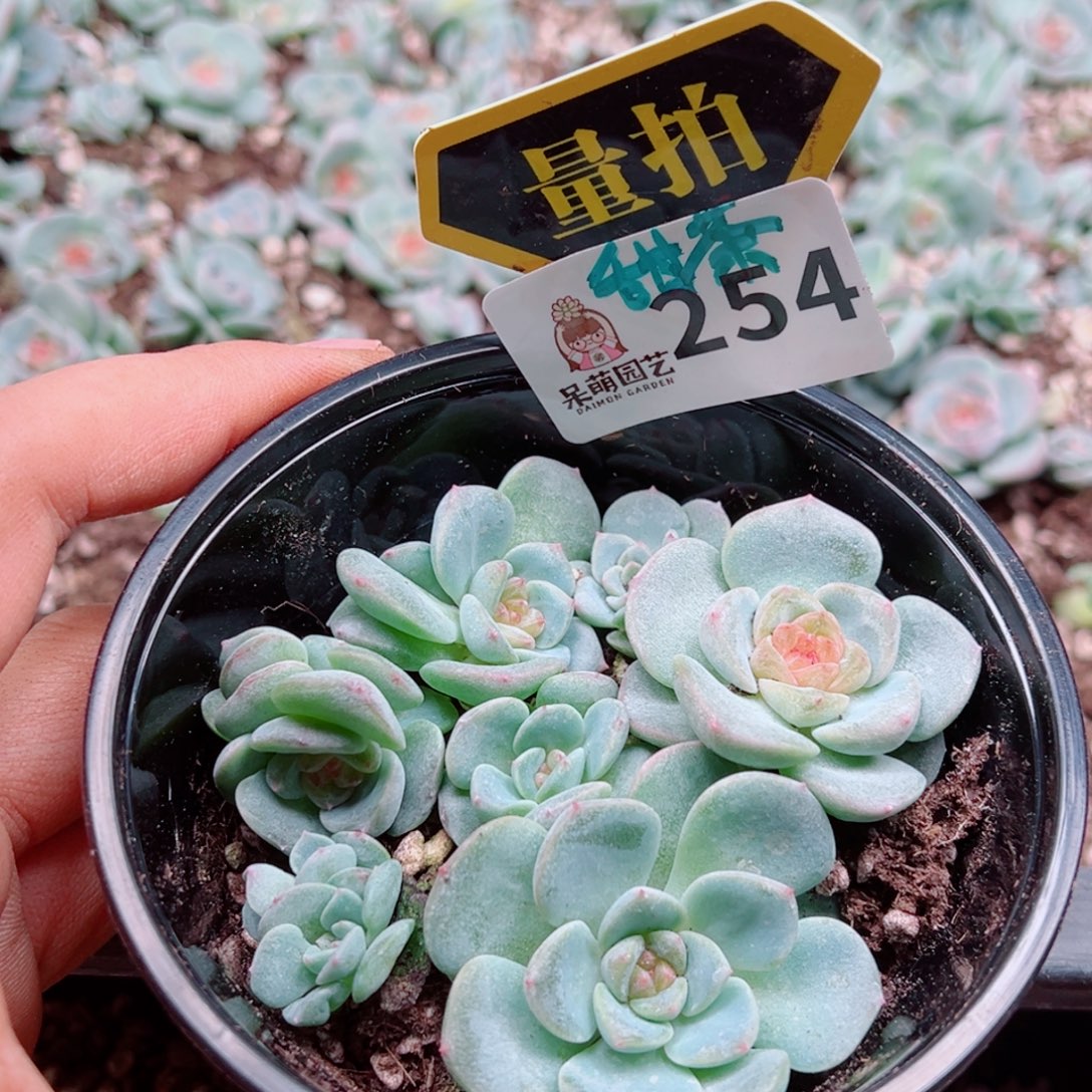 多肉植物多肉植物