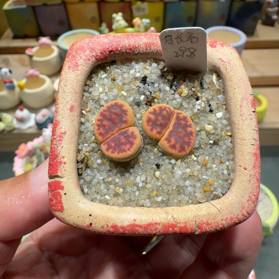 蘑菇1077日长石多肉植物