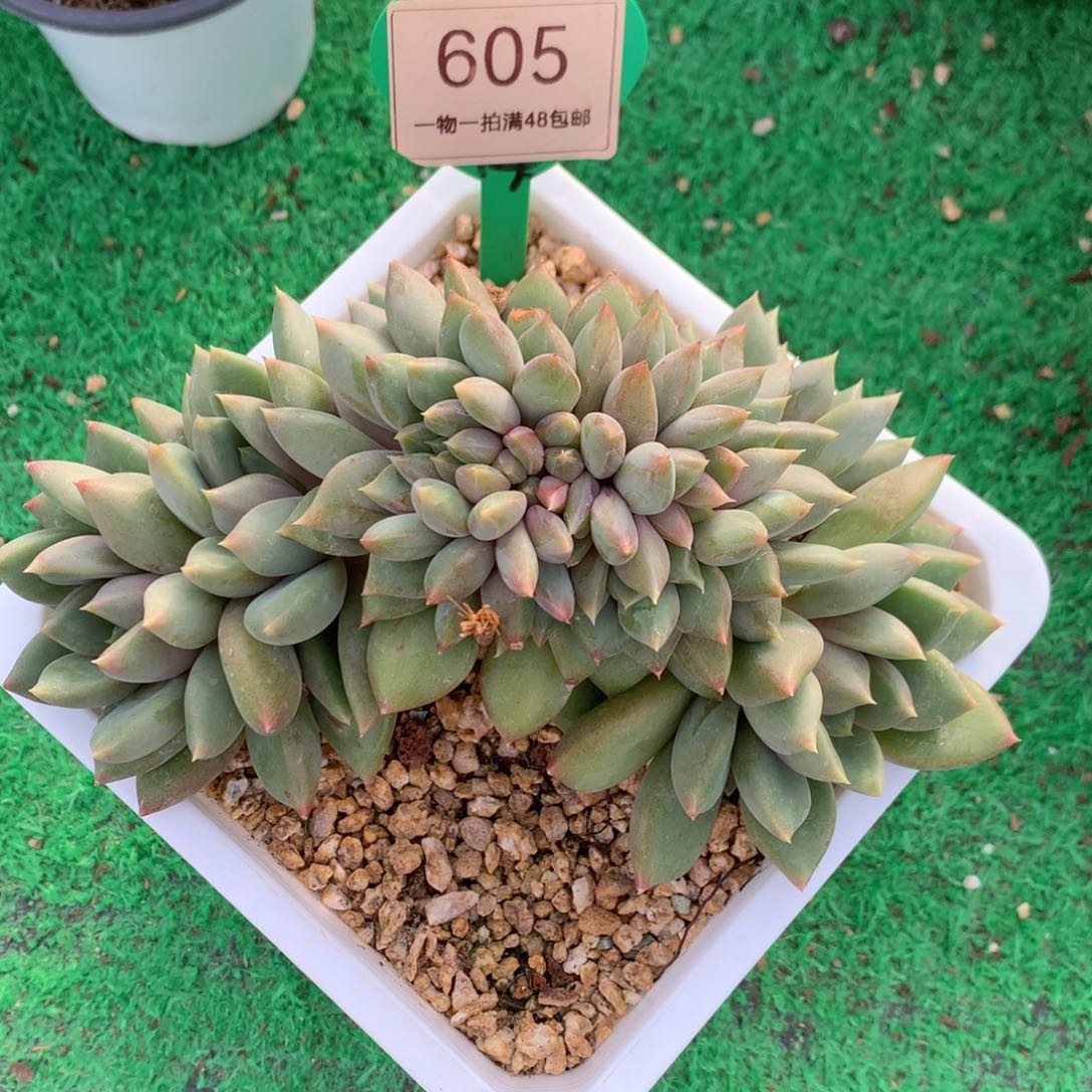 红象牙树缀一物一拍