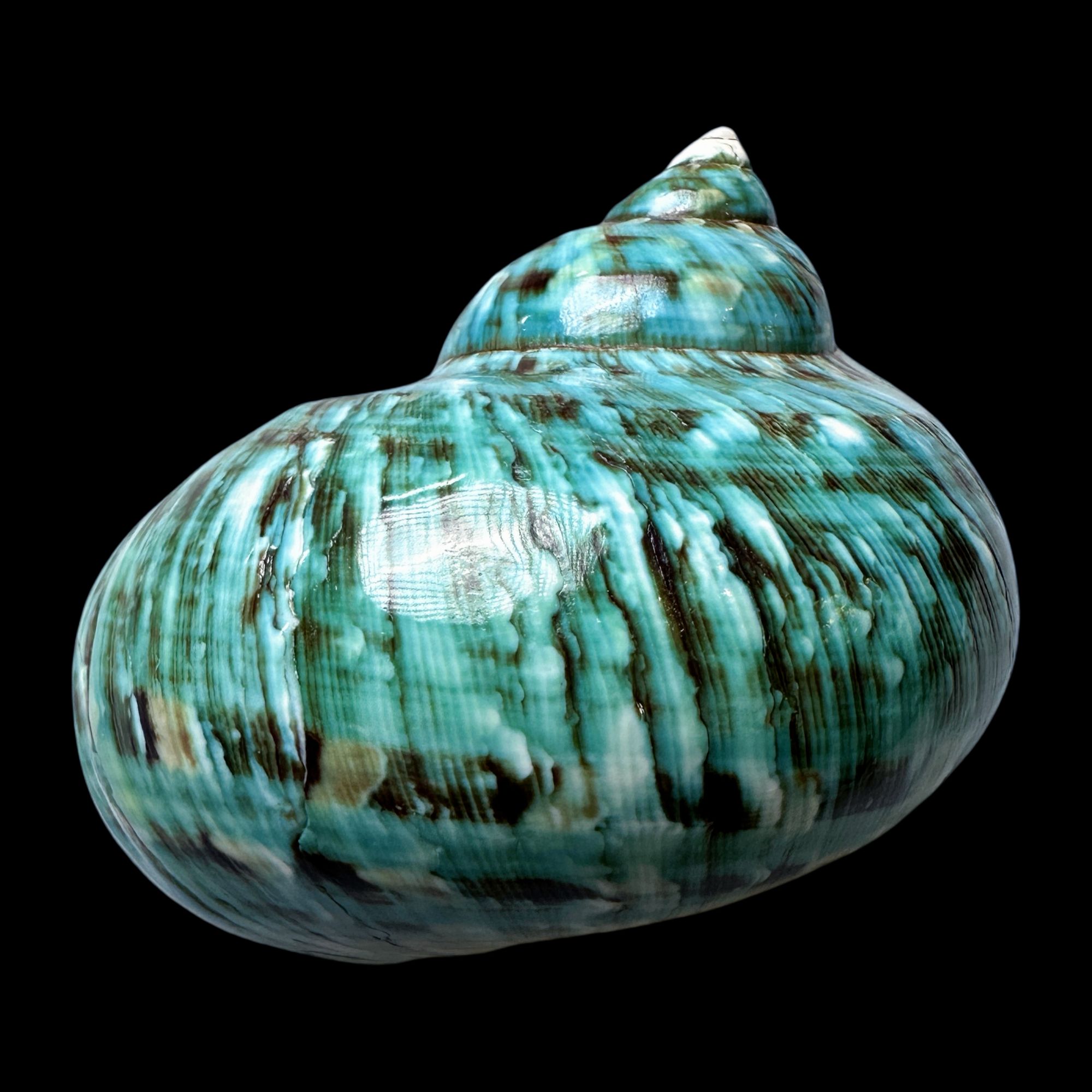 【帝王螺杯（特大！精品）】98.6 mm 赠1串杯托 天然贝壳 K12