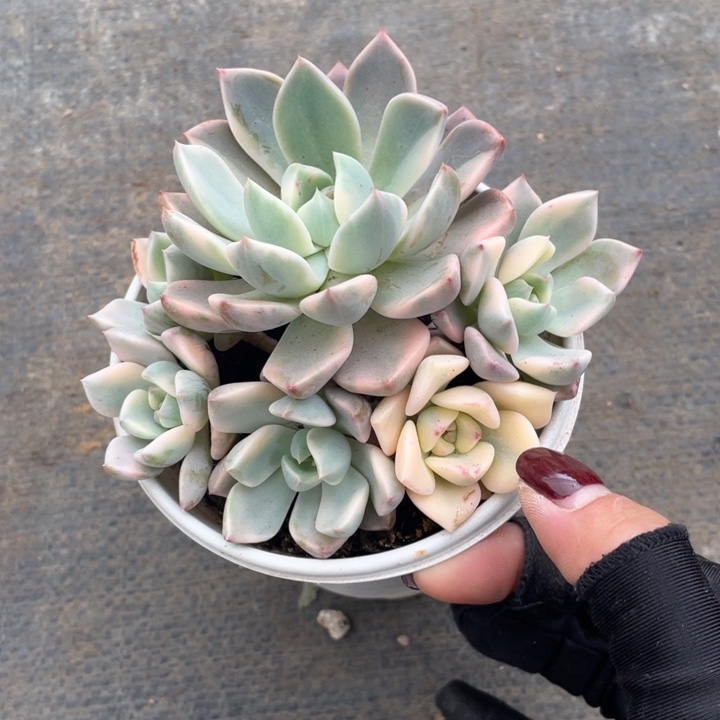 红粉佳人锦冠幅12 公分一物一拍