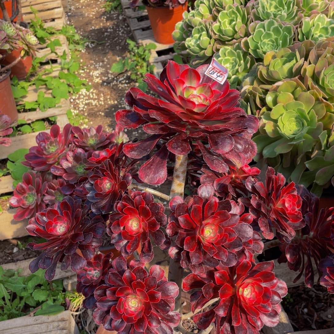 414鲜花老桩丽娜妖桩