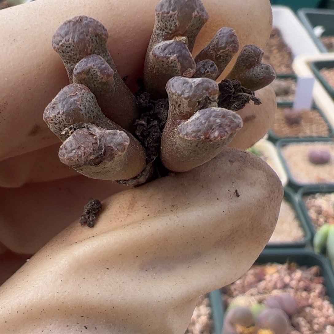 309 好看的多肉冲冲冲