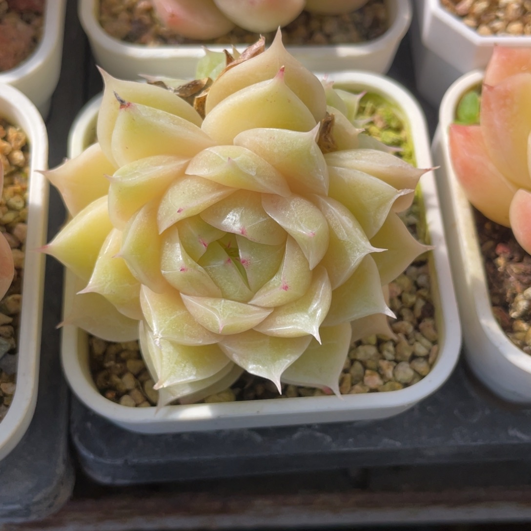 S优选麦杆群生不包整1430