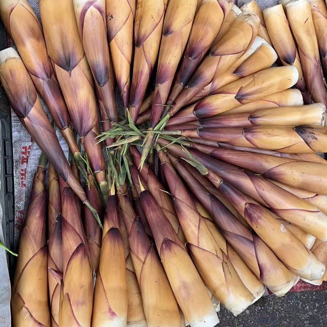 （顺丰包）四川新鲜苦笋带壳现挖甜竹笋产地直发春笋特产