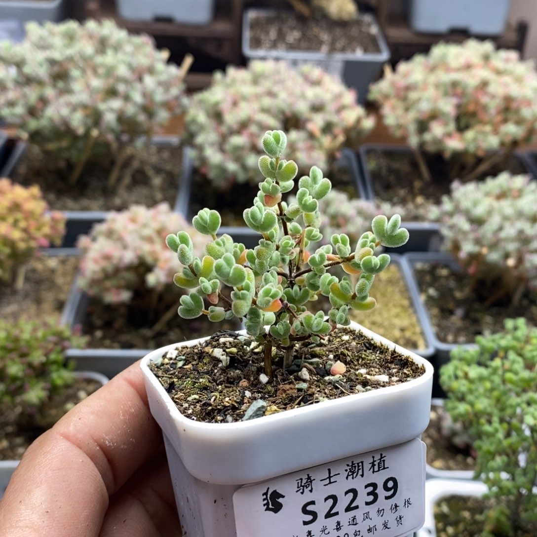 2239实生莱斯枝干