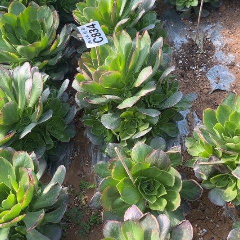 834枚金玫瑰不包断枝