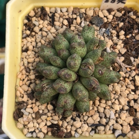 多肉肉锥 28头草莓斑马