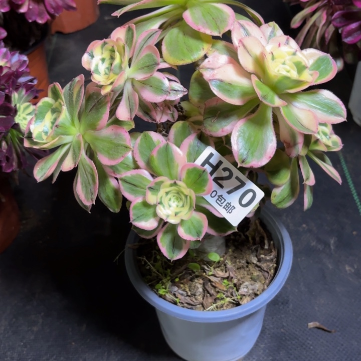 瑞妈多肉植物270有断枝，