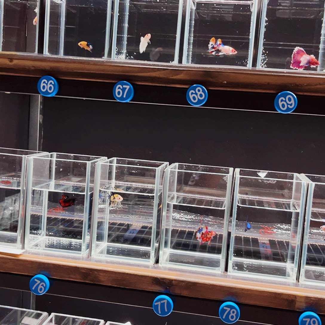 做***梦斗鱼宙斯斗鱼竞拍11-08