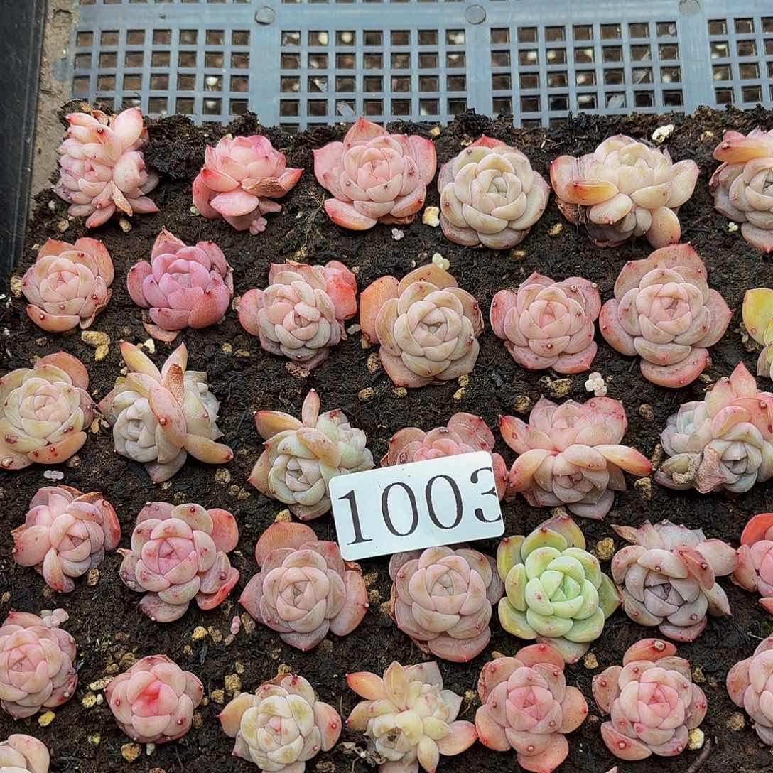 不*肉多肉植物多肉植物1003