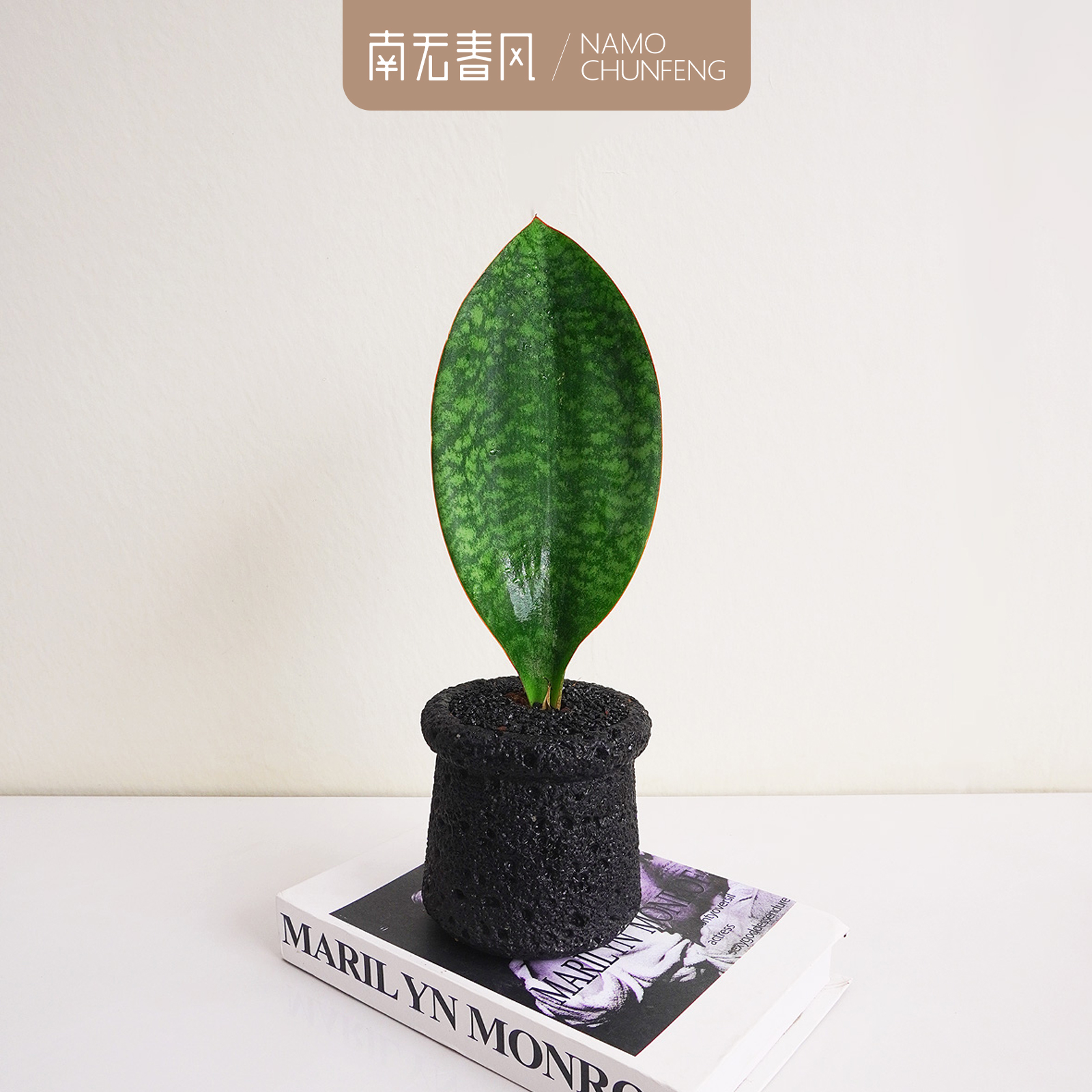 【宝镜虎皮兰】原生种硬叶虎皮兰鲸鱼宝镜一片叶桌面小众趣味植物