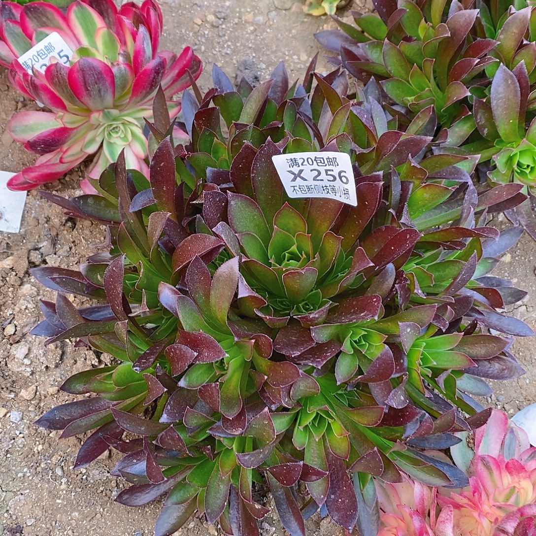 256凤凰多肉法师锦