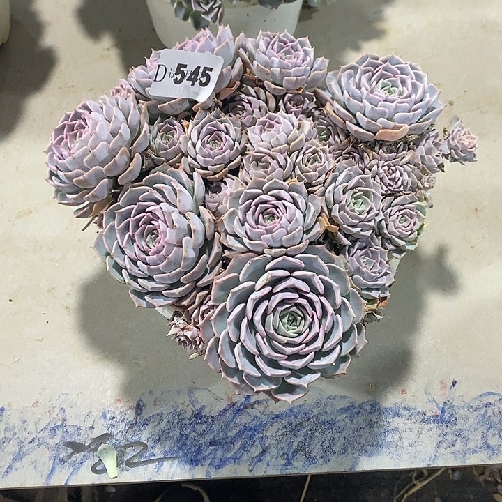 女***王545韩版天赐多肉植物多肉