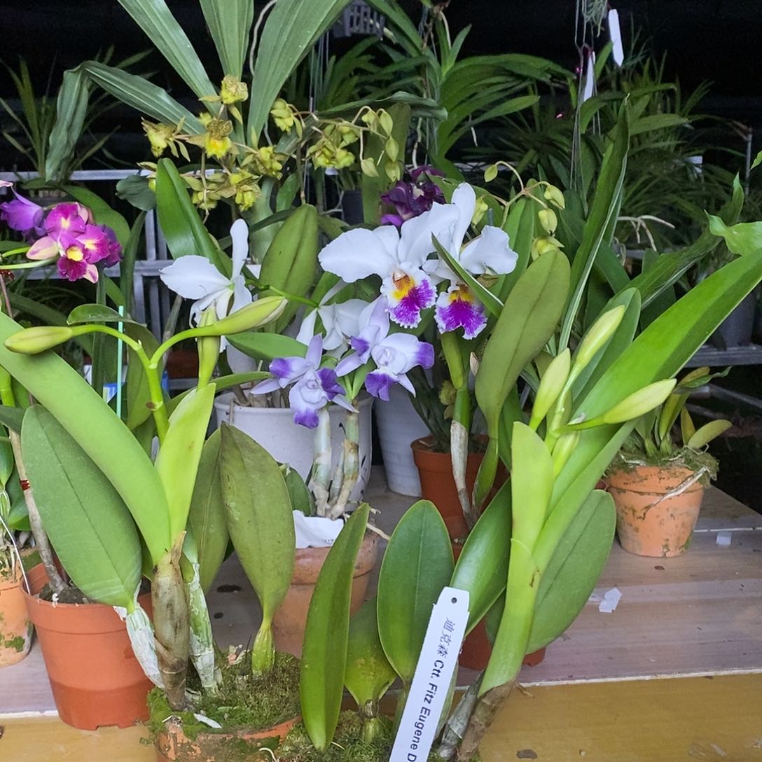 全部花苞裕*迪克森
