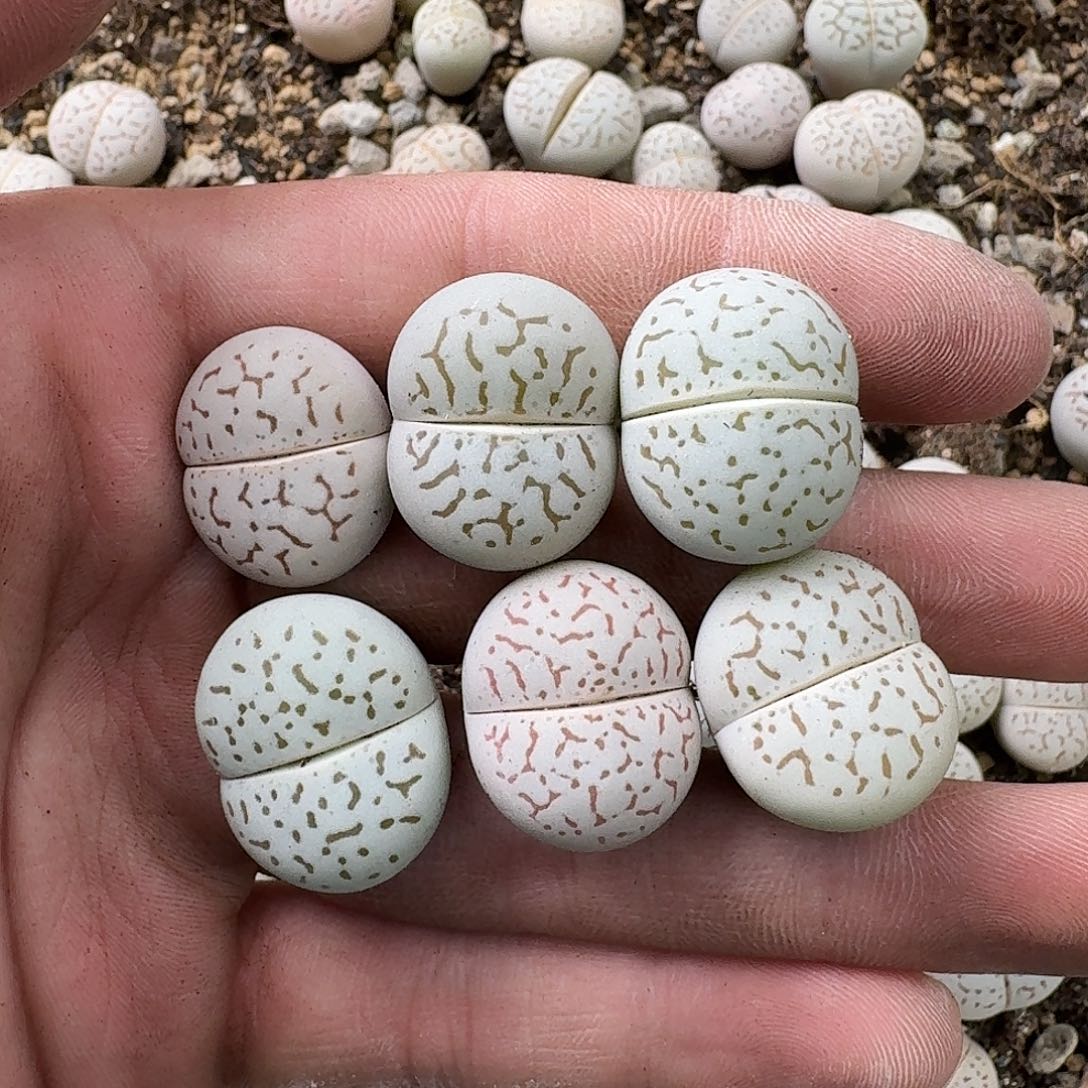 蜜***～445 哈哈哈哈哈哈哈哈哈哈