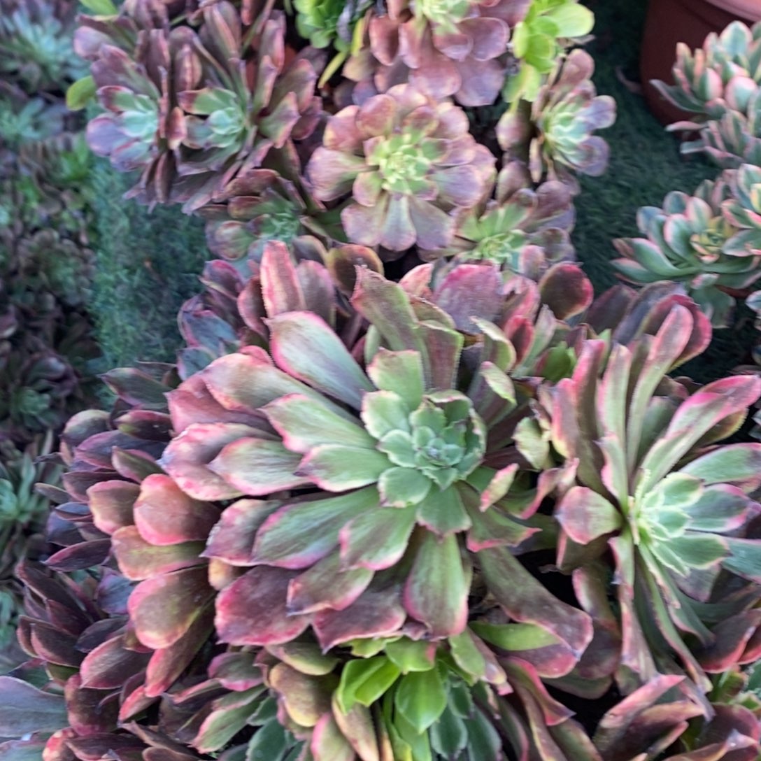 不开花植物花脸粉黛2颗多肉多肉