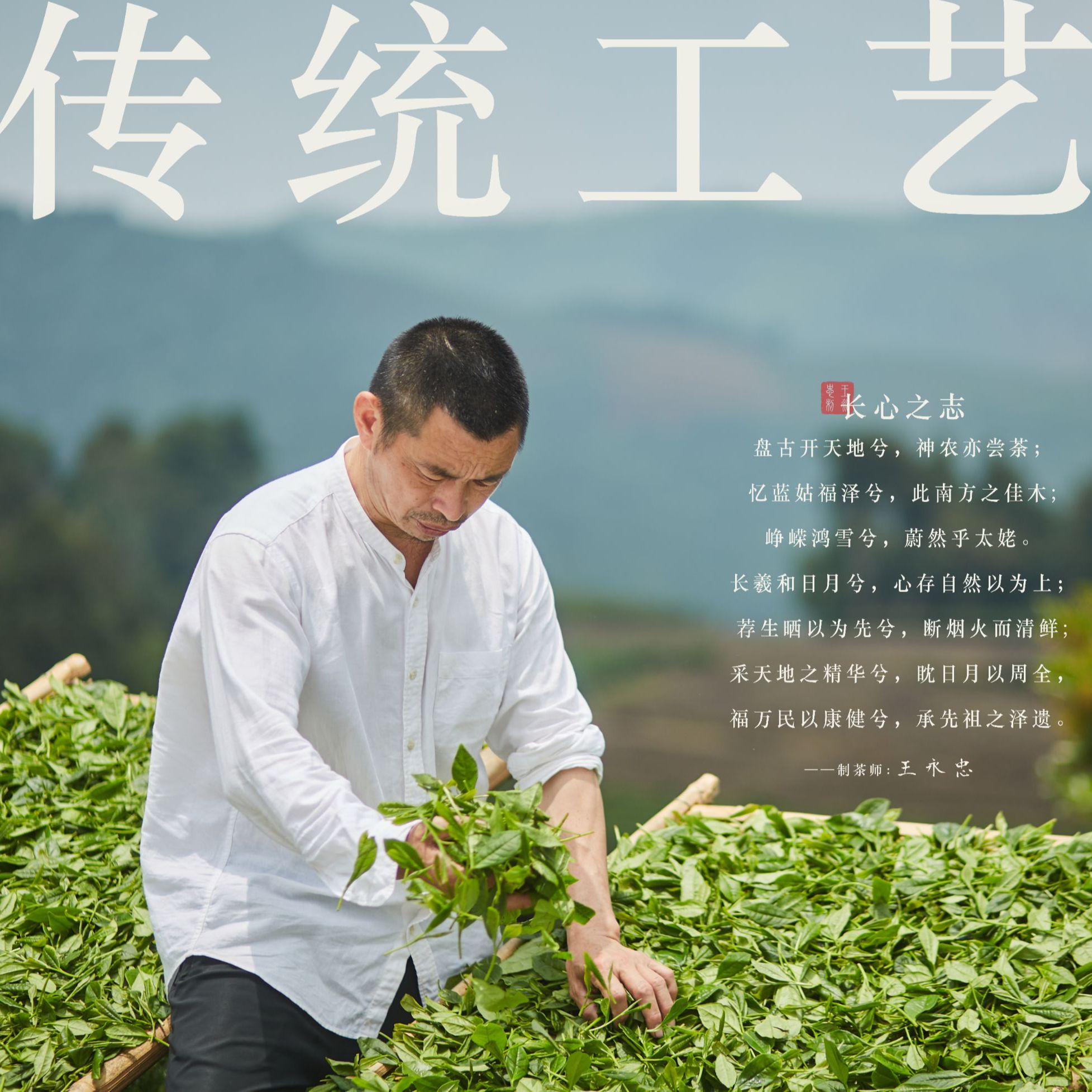 【孤品福利】2017年二级白牡丹50g