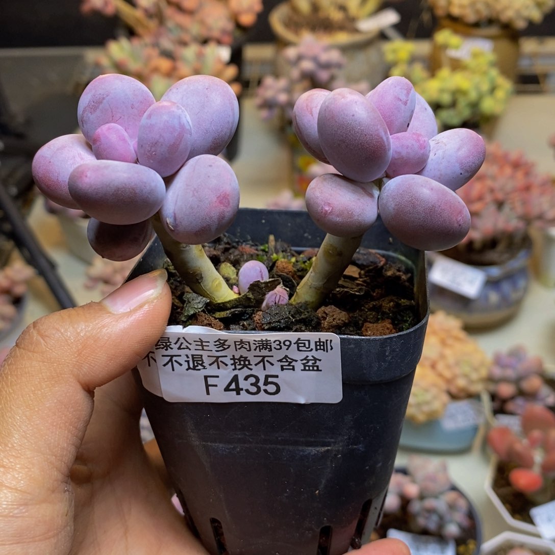 435彩虹奶多肉6c m