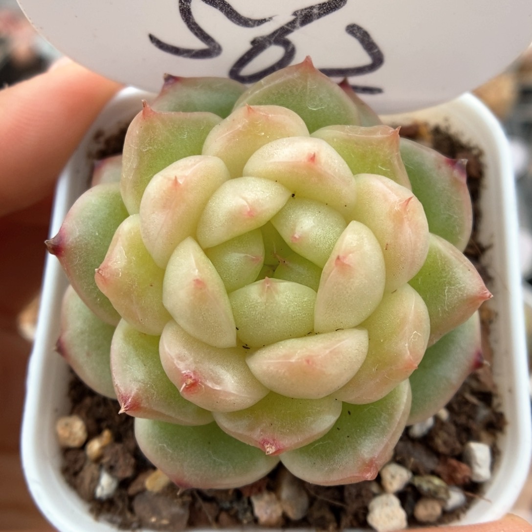 灯泡珍妮可拍562号。  