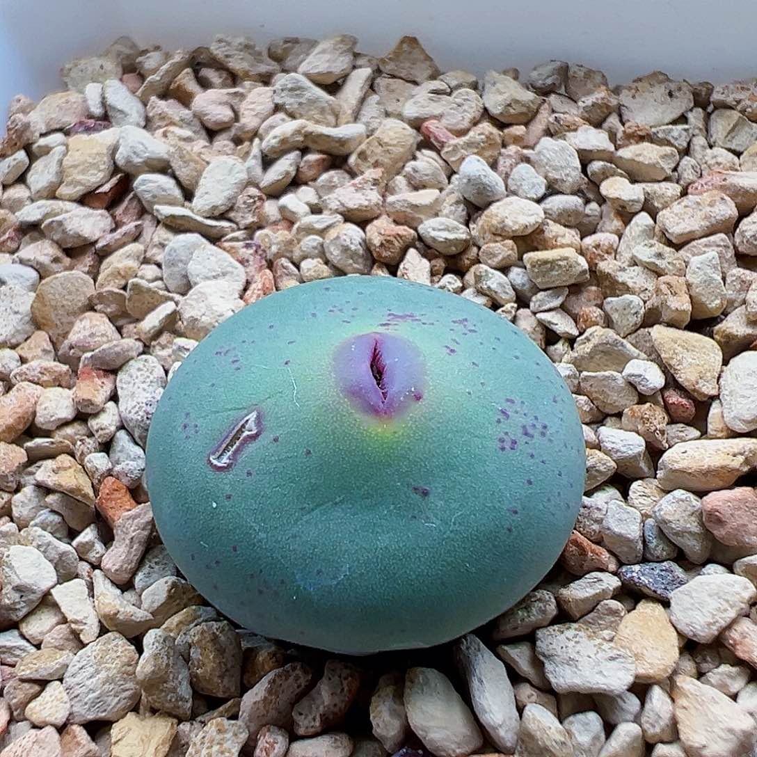 特选DOWS 尺寸2.1cm。