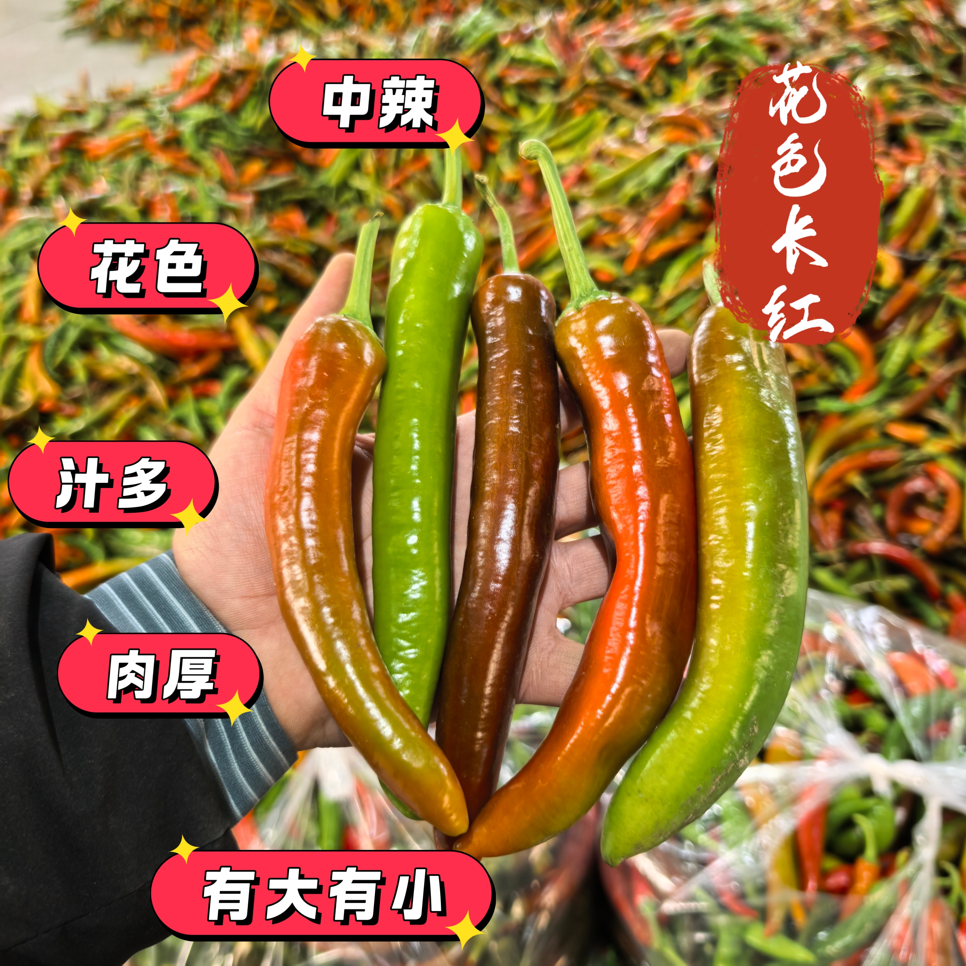 [花色长红椒]安徽农户自种混色花色长红辣椒中辣炒菜肉厚花辣椒