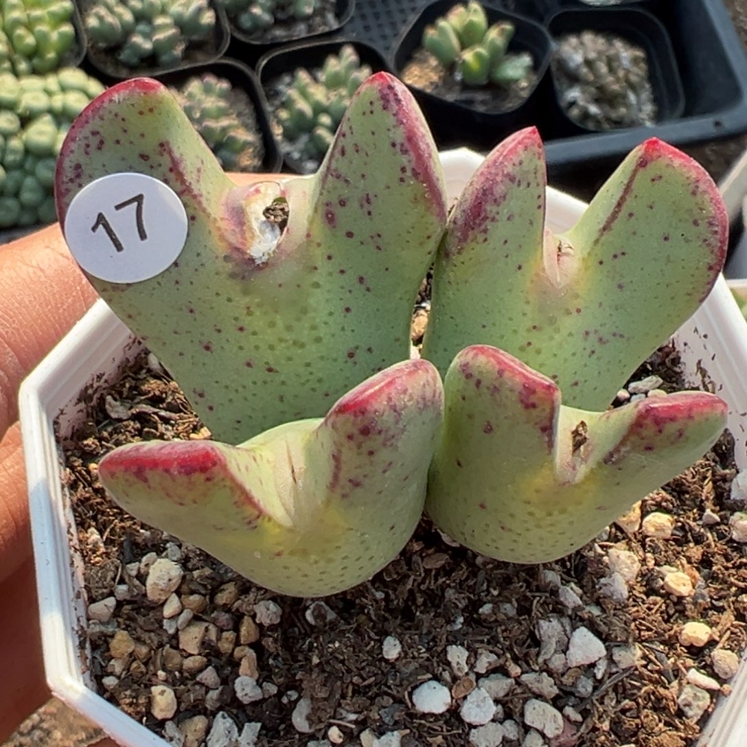 多肉植物111111111111