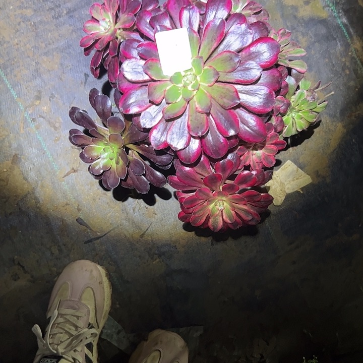 春***者多肉法师植物链接96