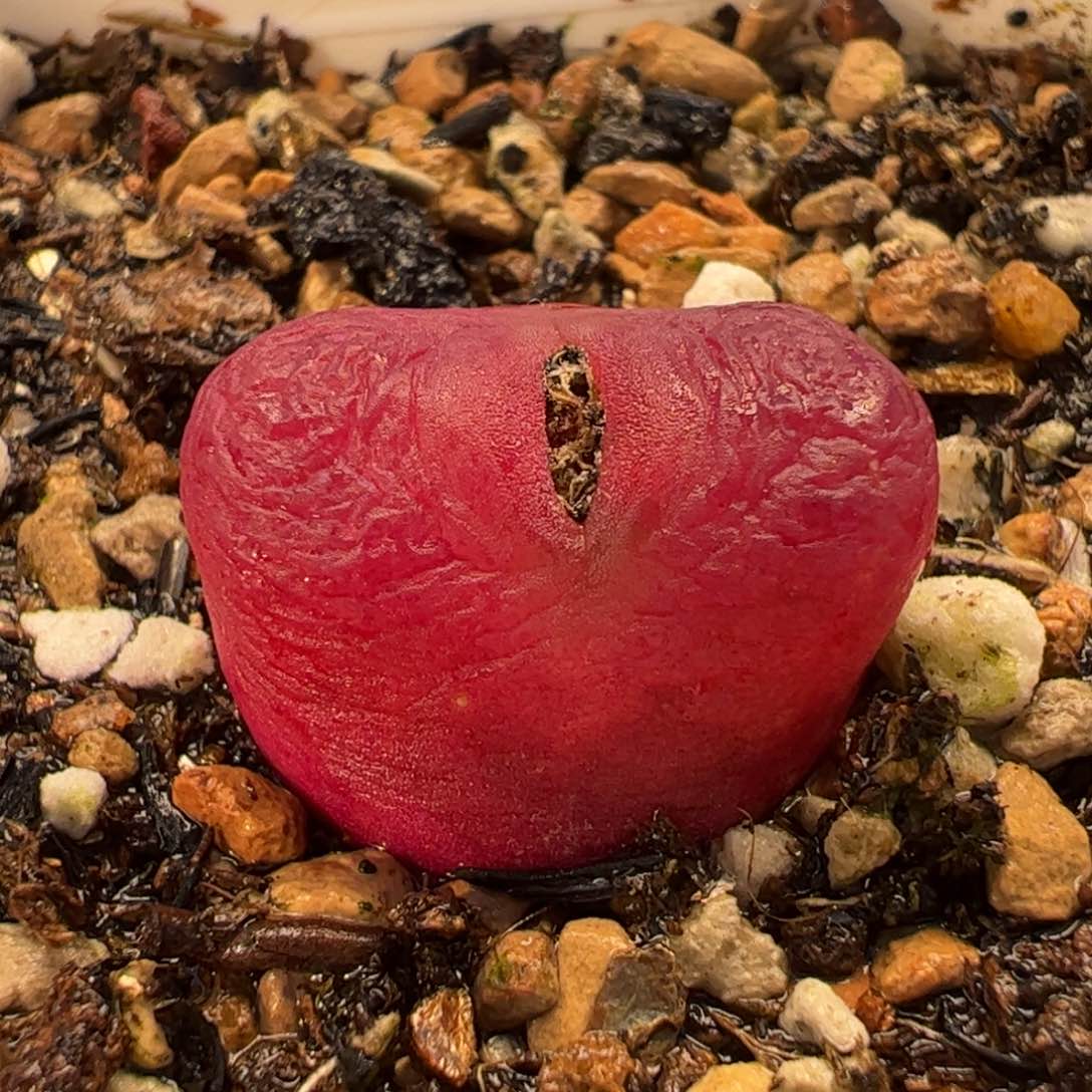 025多肉植物百科