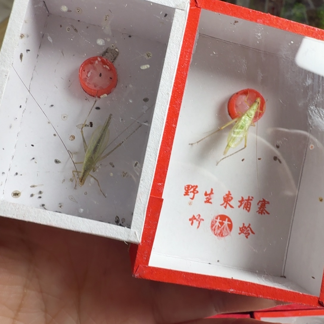 拍下发一只柬埔寨一只天水竹蛉