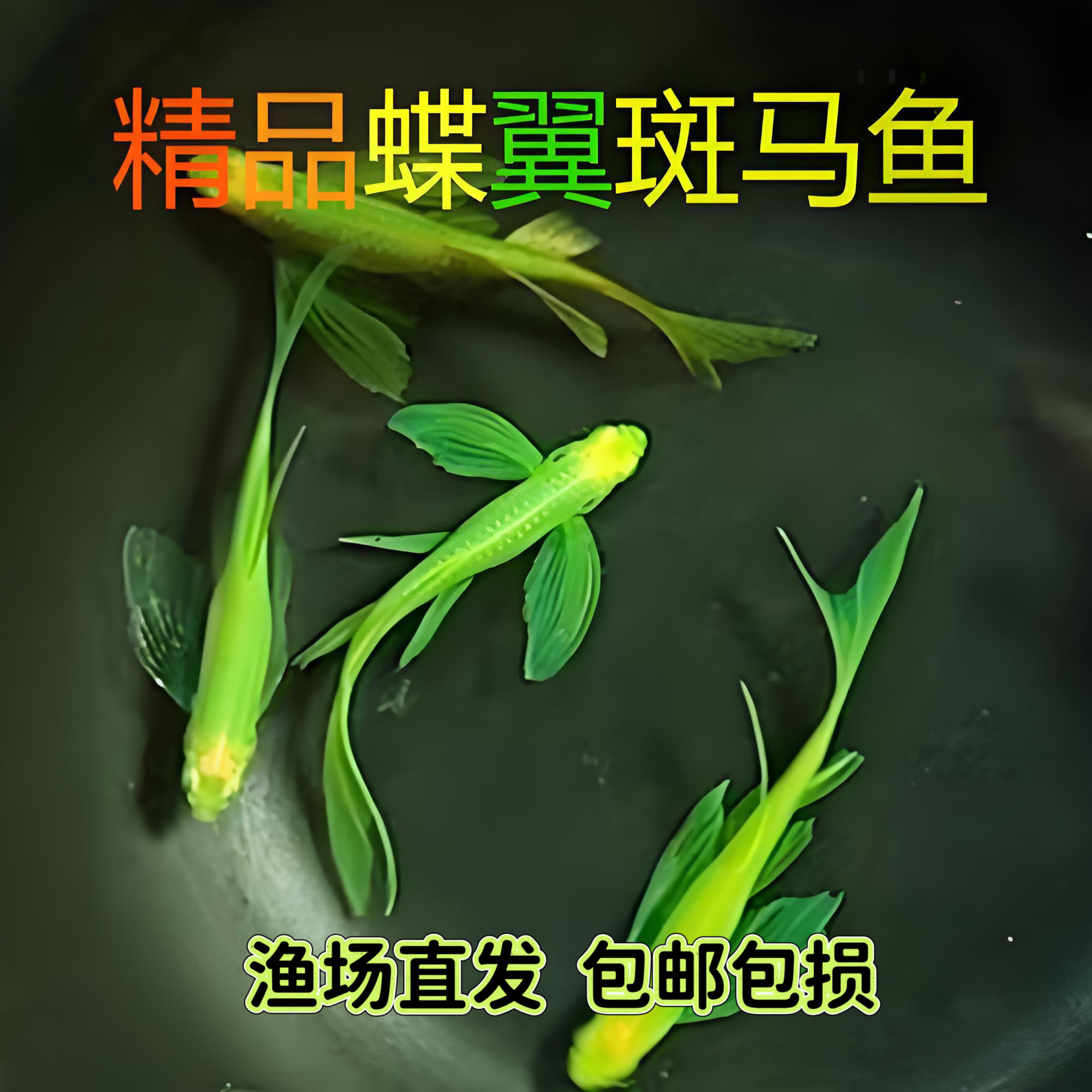 长尾蝶翼斑马鱼小型热带淡水观赏鱼适合耐活新手好养活