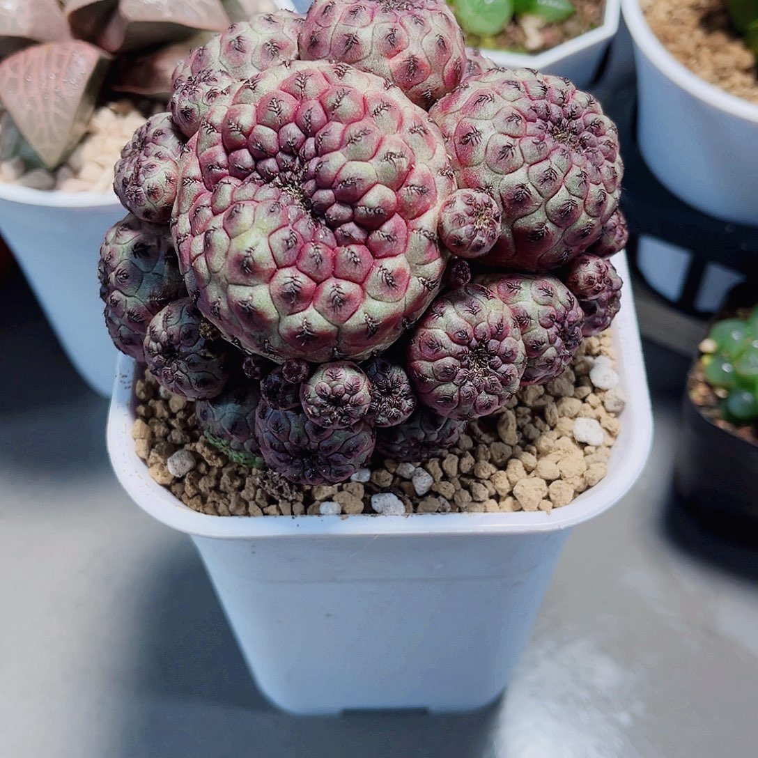 好看的球球新手好养