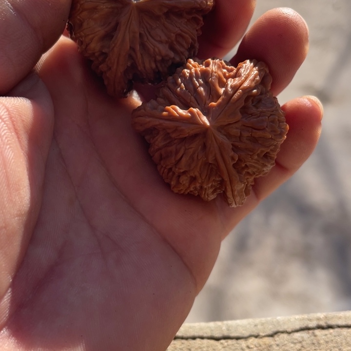 吊坠文玩核桃三棱三棱三棱三棱三棱